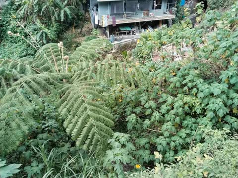 233 sqm. Residential Lot in La Trinidad Benguet for Sale (OB707.3)